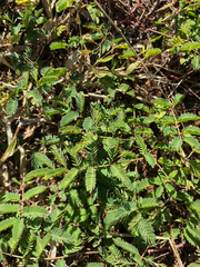 Mimosa strigillosa