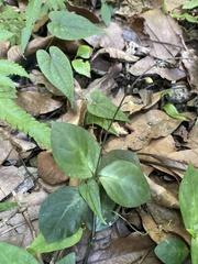 Codonacanthus pauciflorus