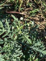 Parthenium hysterophorus