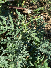 Parthenium hysterophorus