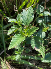 Malvastrum coromandelianum