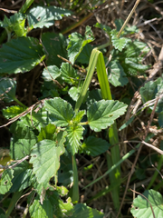 Malvastrum coromandelianum