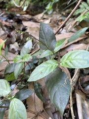 Codonacanthus pauciflorus