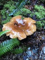 Armillaria nabsnona