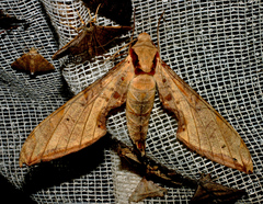 Protambulyx strigilis