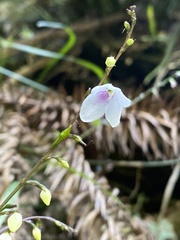 Codonacanthus pauciflorus