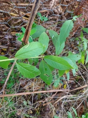Lysimachia vulgaris