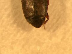 Carpophilus corticinus