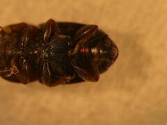 Carpophilus corticinus