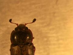 Carpophilus corticinus