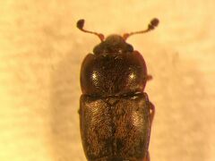 Carpophilus corticinus