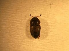 Carpophilus corticinus