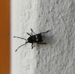 Platystomos albinus