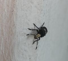 Platystomos albinus
