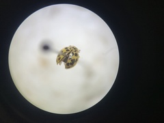 Coccinellinae