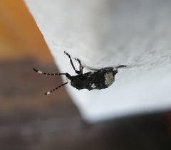 Platystomos albinus