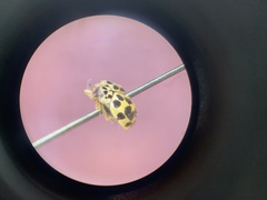 Coccinellinae