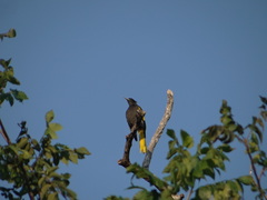 Cassiculus melanicterus