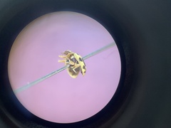 Coccinellinae