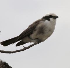 Eurocephalus ruppelli