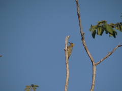Melanerpes chrysogenys