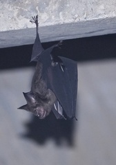 Hipposideros armiger