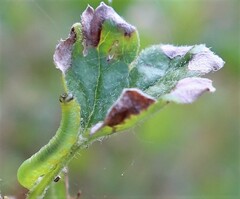 Pristiphora appendiculata