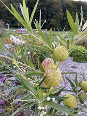 Gomphocarpus physocarpus