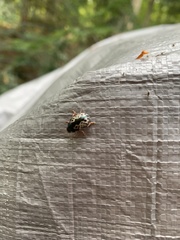 Calligrapha confluens