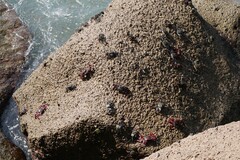 Grapsus adscensionis