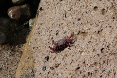 Grapsus adscensionis