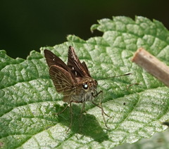 Vehilius stictomenes stictomenes