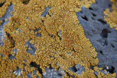 Xanthorioideae
