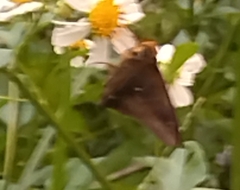 Hasora badra