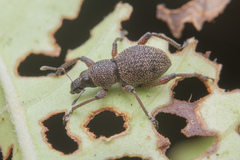 Metapocyrtus adspersus