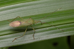 Homoeocerus graminis