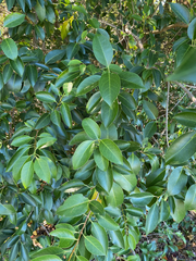 Ligustrum lucidum