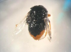 Pterodontia westwoodi