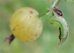 Pristiphora appendiculata