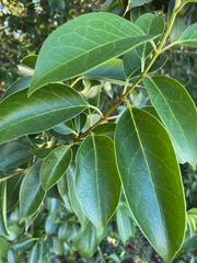 Ligustrum lucidum