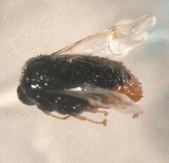 Pterodontia westwoodi