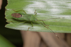 Homoeocerus graminis