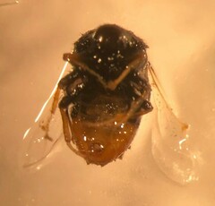 Pterodontia westwoodi