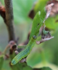 Pristiphora appendiculata