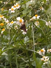 Hasora badra