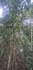 Dracaena