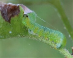 Pristiphora appendiculata