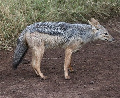 Lupulella mesomelas schmidti