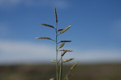 Eragrostis