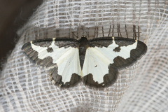 Lomaspilis marginata